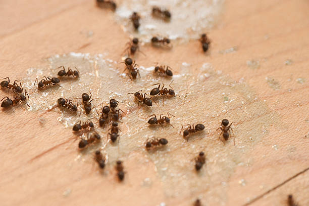 Best Termite Control Services  in Jonesborough, TN
