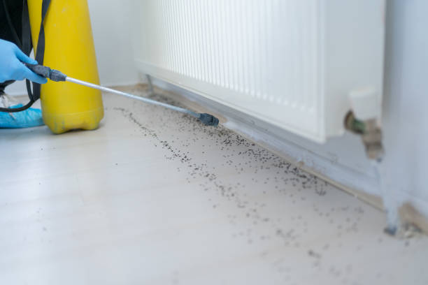 Best Wasp Removal Services  in Jonesborough, TN